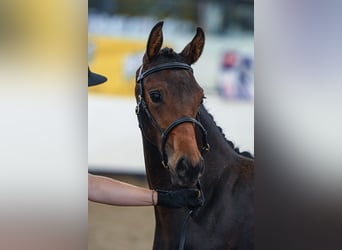 Anglo European Studbook, Mare, 1 year, 16 hh, Brown