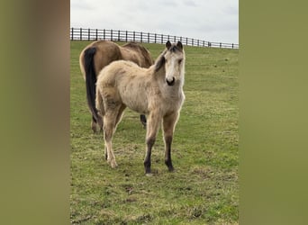 Anglo European Studbook, Mare, 1 year, 16 hh, Buckskin