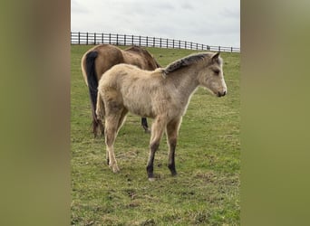 Anglo European Studbook, Mare, 1 year, 16 hh, Buckskin