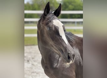 Anglo European Studbook, Mare, 1 year