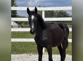Anglo European Studbook, Mare, 1 year