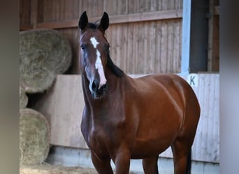 Anglo European Studbook, Mare, 20 years, 16.2 hh, Brown