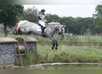 Anglo European Studbook, Mare, 22 years, 15,2 hh, Gray