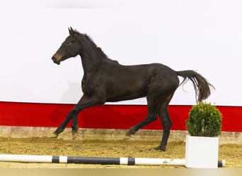 Anglo European Studbook, Mare, 2 years, 14,2 hh, Bay-Dark