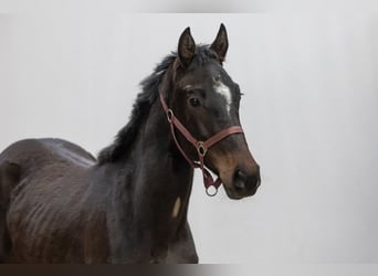 Anglo European Studbook, Mare, 2 years, 14,2 hh, Bay-Dark