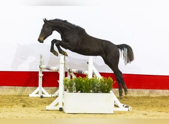 Anglo European Studbook, Mare, 2 years, 14,2 hh, Bay-Dark