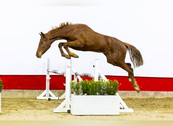 Anglo European Studbook, Mare, 2 years, 14,3 hh, Chestnut