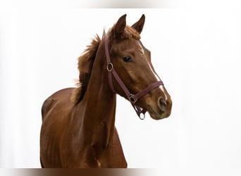 Anglo European Studbook, Mare, 2 years, 14,3 hh, Chestnut