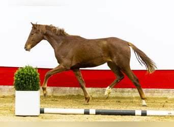 Anglo European Studbook, Mare, 2 years, 14,3 hh, Chestnut