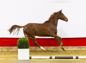 Anglo European Studbook, Mare, 2 years, 14,3 hh, Chestnut