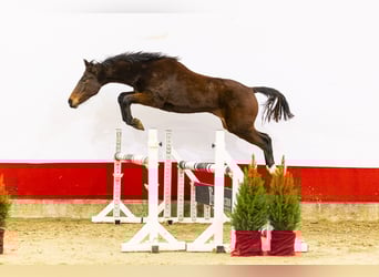 Anglo European Studbook, Mare, 2 years, 14,1 hh, Brown