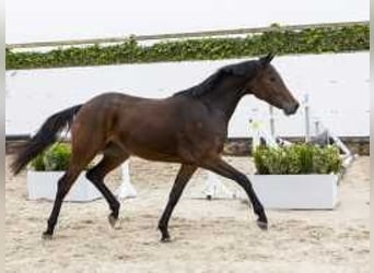 Anglo European Studbook, Mare, 2 years, 15,1 hh, Bay-Dark