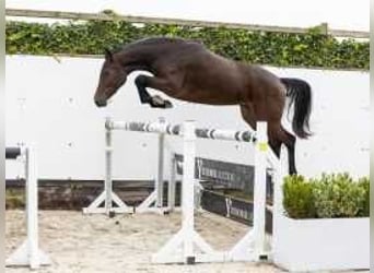 Anglo European Studbook, Mare, 2 years, 15,1 hh, Bay-Dark