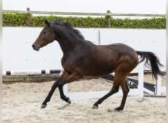 Anglo European Studbook, Mare, 2 years, 15,1 hh, Bay-Dark