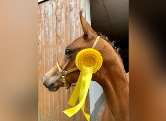 Anglo European Studbook, Mare, 2 years, 15.1 hh, Brown