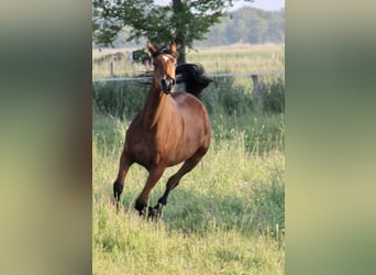 Anglo European Studbook, Mare, 2 years, 15.1 hh, Brown