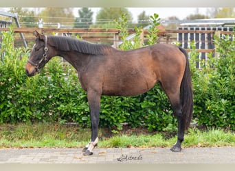 Anglo European Studbook, Mare, 2 years, 15,1 hh, Brown