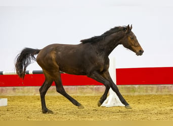 Anglo European Studbook, Mare, 2 years, 15.1 hh, Brown