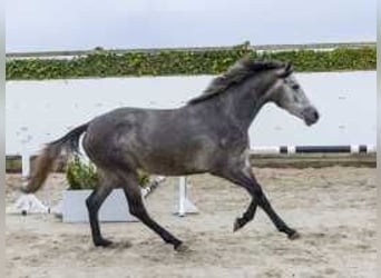 Anglo European Studbook, Mare, 2 years, 15,2 hh, Gray