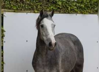 Anglo European Studbook, Mare, 2 years, 15,2 hh, Gray