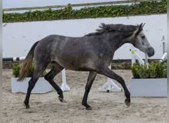 Anglo European Studbook, Mare, 2 years, 15,2 hh, Gray