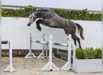 Anglo European Studbook, Mare, 2 years, 15,2 hh, Gray