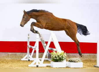 Anglo European Studbook, Mare, 2 years, 15.3 hh, Brown