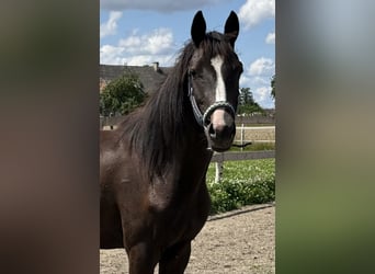 Anglo European Studbook, Mare, 2 years, 15 hh, Brown