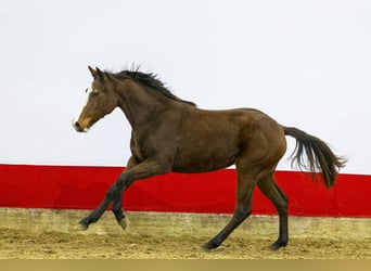 Anglo European Studbook, Mare, 2 years, 15 hh, Brown