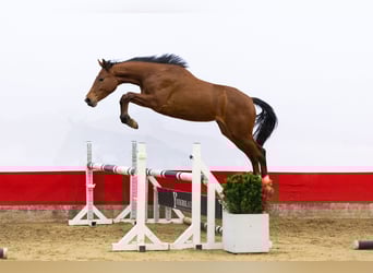 Anglo European Studbook, Mare, 2 years, 15,1 hh, Brown