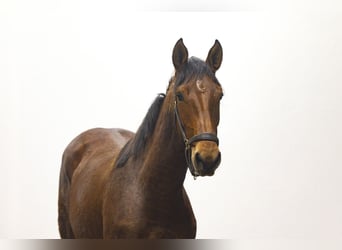 Anglo European Studbook, Mare, 2 years, 15,1 hh, Brown