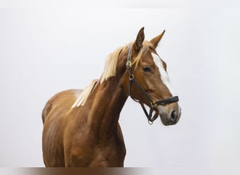 Anglo European Studbook, Mare, 2 years, 15,2 hh