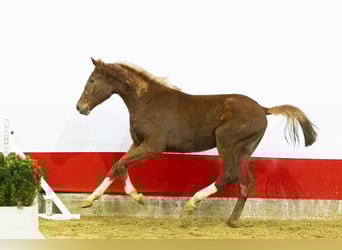 Anglo European Studbook, Mare, 2 years, 15,2 hh