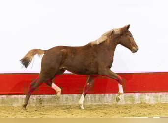 Anglo European Studbook, Mare, 2 years, 15,2 hh