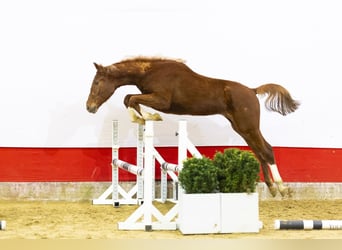 Anglo European Studbook, Mare, 2 years, 15,2 hh