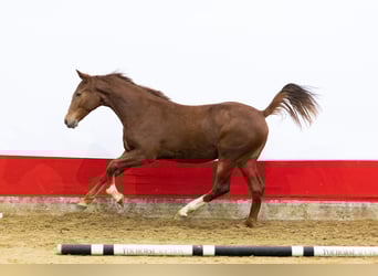 Anglo European Studbook, Mare, 2 years, 15,2 hh
