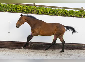 Anglo European Studbook, Mare, 2 years, 16,1 hh, Brown
