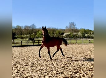 Anglo European Studbook, Mare, 2 years, Bay