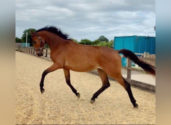 Anglo European Studbook, Mare, 2 years, Bay