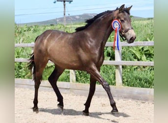 Anglo European Studbook, Mare, 2 years, Buckskin