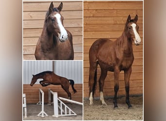 Anglo European Studbook, Mare, 2 years Anglo European Studbook, Mare, 2 years
