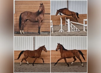 Anglo European Studbook, Mare, 2 years Anglo European Studbook, Mare, 2 years