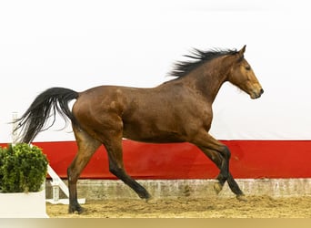 Anglo European Studbook, Mare, 2 years