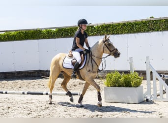 Anglo European Studbook, Mare, 3 years, 14.1 hh, Palomino