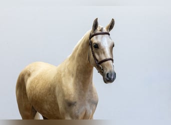 Anglo European Studbook, Mare, 3 years, 14.1 hh, Palomino