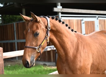 Anglo European Studbook, Mare, 3 years, 14.2 hh, Brown