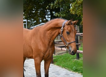 Anglo European Studbook, Mare, 3 years, 14.2 hh, Brown
