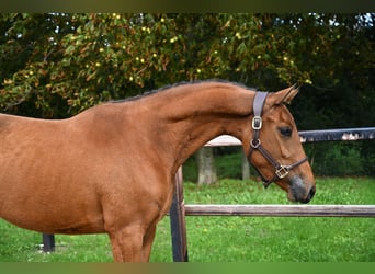 Anglo European Studbook, Mare, 3 years, 14.2 hh, Brown