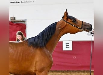 Anglo European Studbook, Mare, 3 years, 15.1 hh, Brown