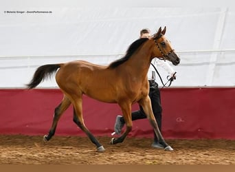 Anglo European Studbook, Mare, 3 years, 15.1 hh, Brown